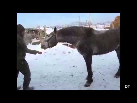 Смешные животные - лошади, подборка 2013 - 2014