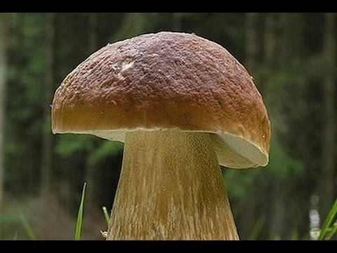 Белые  грибы как правильно замаскировать грибницу - правильный срез