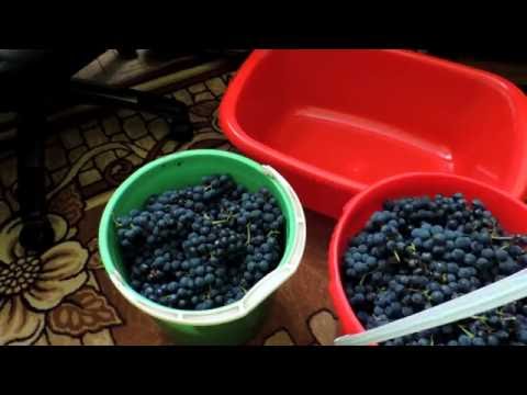 Как сделать домашнее вино из винограда Изабелла