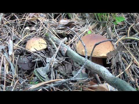 Белые грибы, мухоморы и песочники