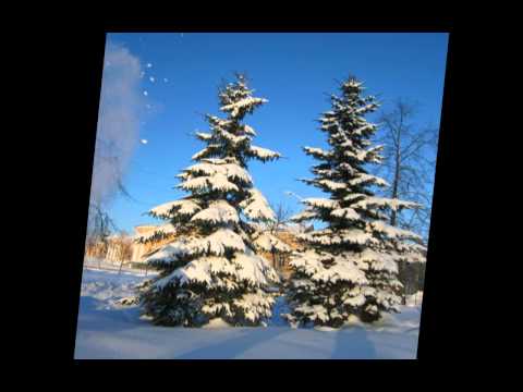 Снег и елки ; Дилижанс