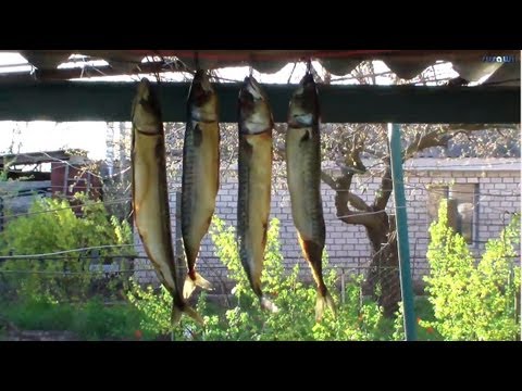 Копчение рыбы в домашних условиях или на даче