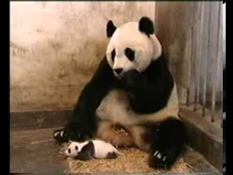 Маленький чихающий детёныш панды