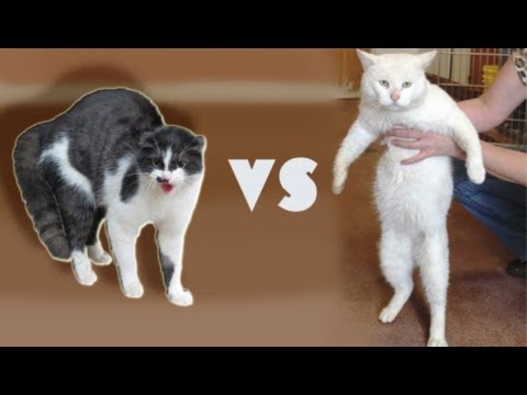 Cat daddy vs my cat. Кот Деди против моего кота.