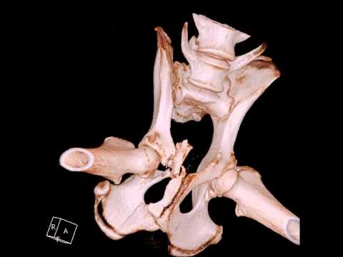 Компьютерная томография: перелом тазовых костей у собаки (трёхмерная реконструкция)