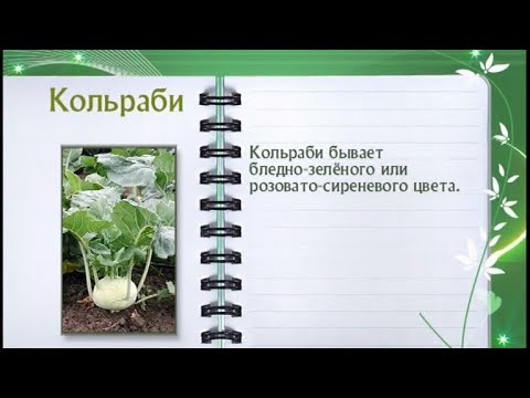 Кулинарная энциклопедия - Кольраби