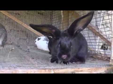 Миксоматоз кроликов: симптомы, причины заболеваний