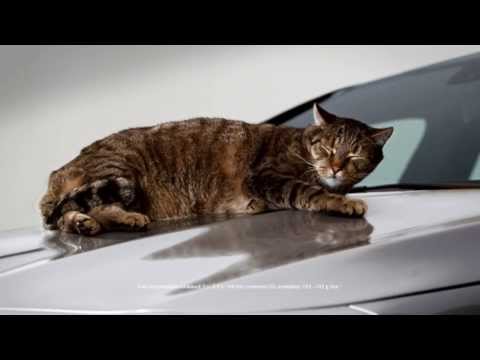Mercedes Benz CLA реклама с котом