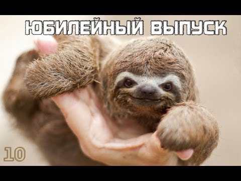 Лучшие приколы Рунета [Выпуск #10 - Приколы за 2013 год!]