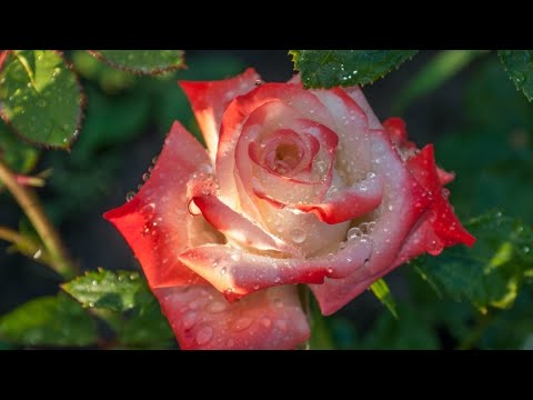 Розы и саксофон...  -  Roses... Fausto Papetti -  Amado Mio
