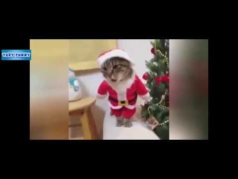 Кот Дед мороз Santa Cat приколы с животными