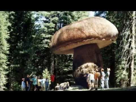 Cамые большие грибы