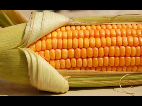 Выращивание кукурузы для попкорна