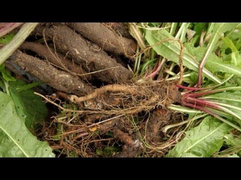 Очистка печени: настойка из корней лопуха и одуванчика ~ народная медицина
