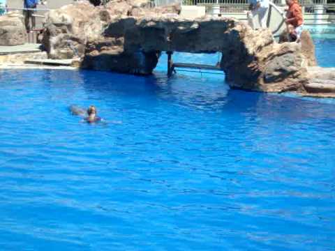Lady falls in Seaworld pool!