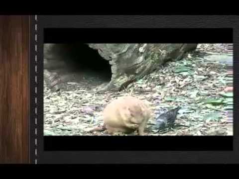 Самые смешные видео приколы с животными птицами кошками собаками 11 Птица отбирает корм у суслика