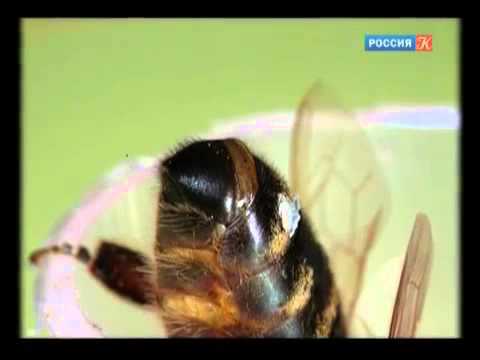 Лечение алкоголизма в Петербурге на примере интеллекта насекомых. Кодирование от алкоголизма