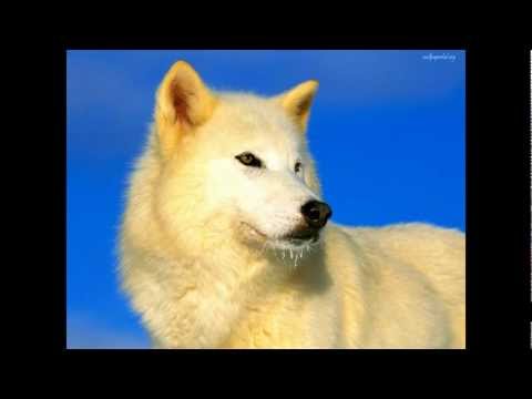 Мурат Тхагалегов - Одинокий волк (HD)