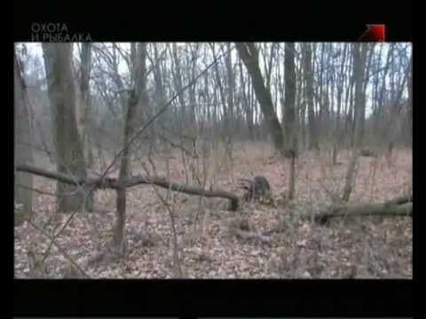 Особенности охоты на Руси: Охота на кабана