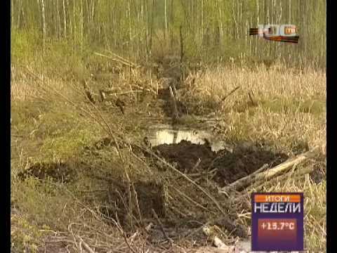 Псковские поисковики подняли из болота танк