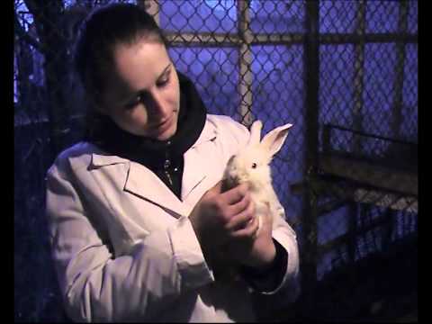 Болезнь кроликов  Инфекционный стоматит