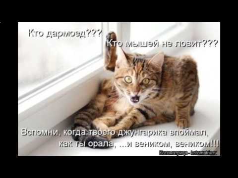 Смешные фото котов с надписями до слез