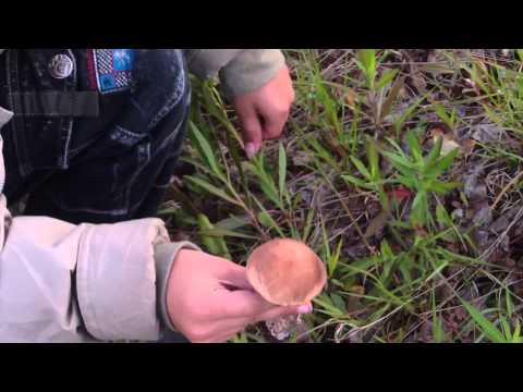 Вкусные древесные грибы! 3 июня 2012г