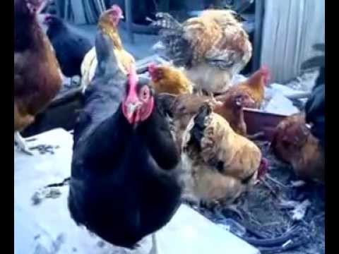 Интервью у курицы-несушки (юмор)