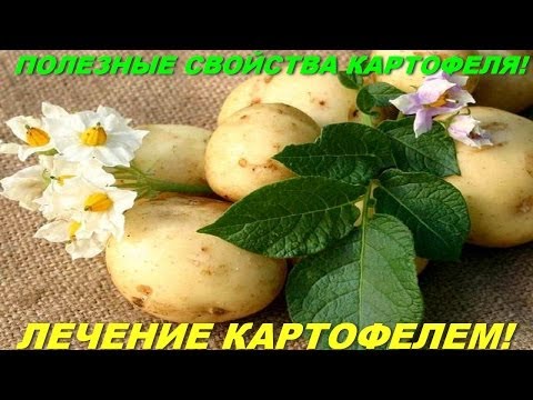 Полезные свойства картофеля! Лечение картофелем!