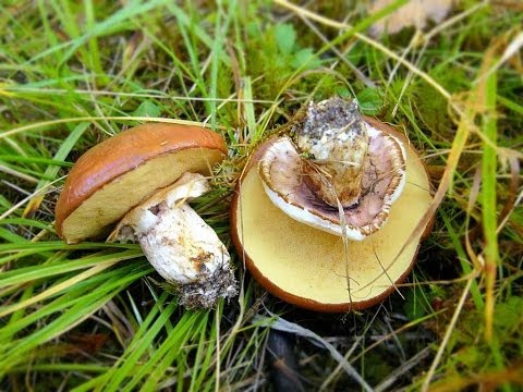 маслята - грибы съедобные