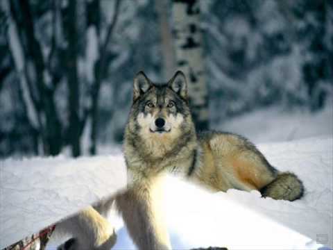 Душевный клип про волков