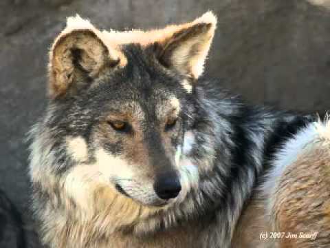 Ein junger Wolf - Волчонок - A. Marschal